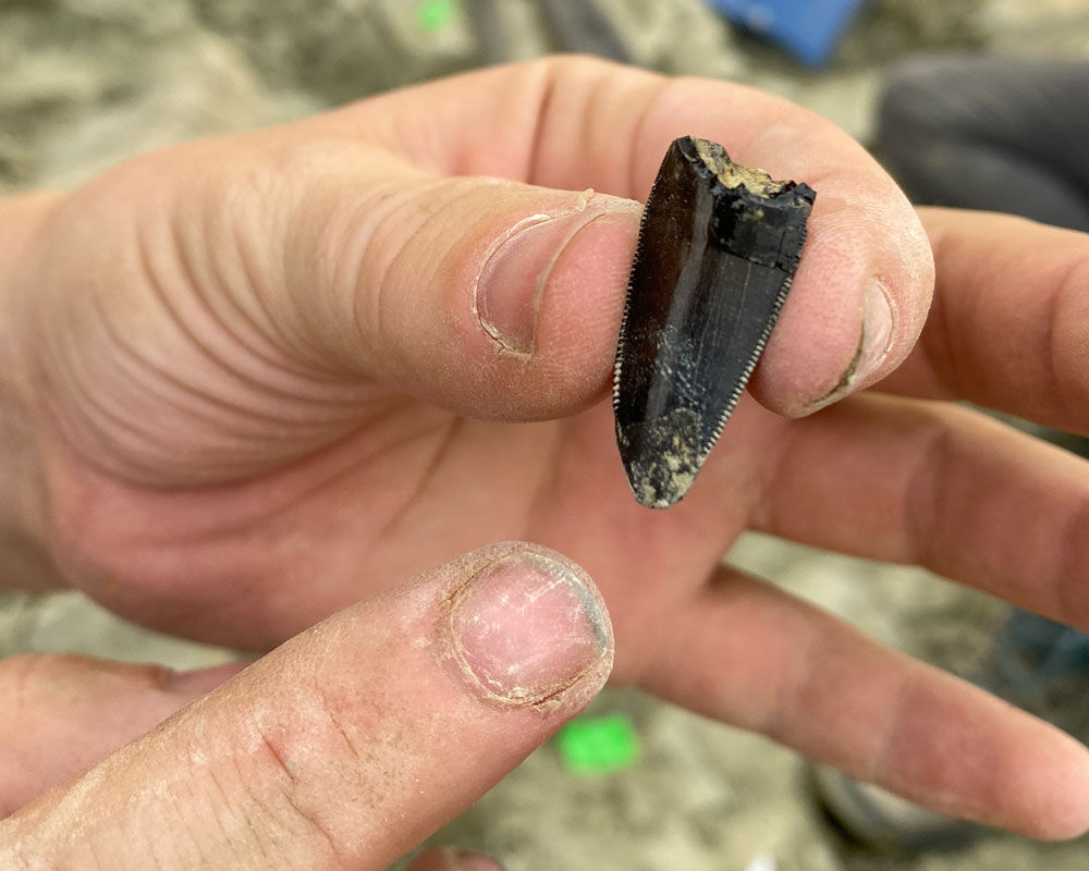 Hand holding Allosaurus tooth at the Jurassic Mile dig site in Wyoming.